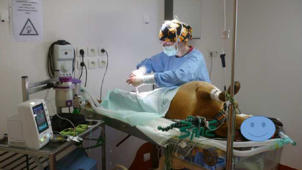 Chirurgie